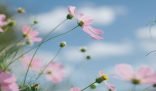 A close-up of a flower, symbolizing the arrival of spring and the start of spring cleaning
