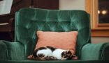 More about how to remove pet stains and hair: A fluffy cat relaxing on a green armchair that looks clean and comfortable.