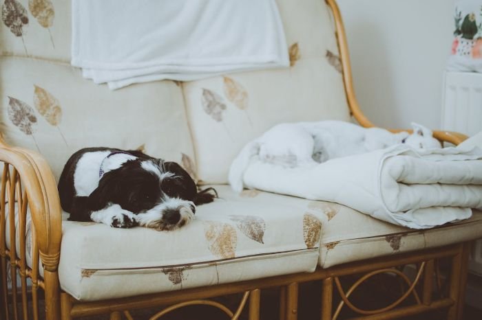 Two dogs resting on a patterned couch, illustrating tips for removing pet stains and odours from furniture.
