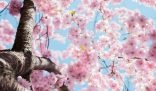 A close-up view of cherry blossoms in full bloom against a clear blue sky, representing the need for allergen reduction during the spring season.