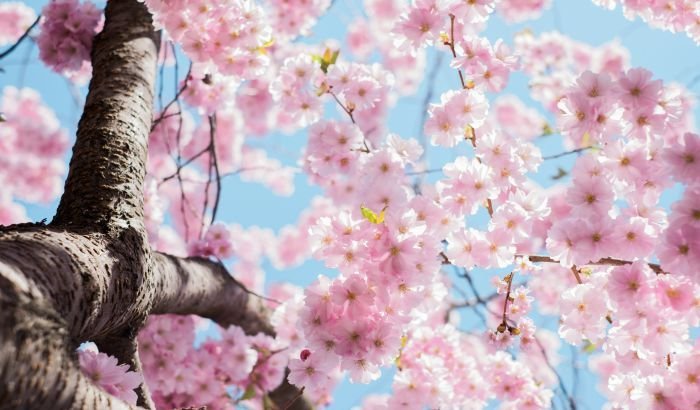 A close-up view of cherry blossoms in full bloom against a clear blue sky, representing the need for allergen reduction during the spring season.