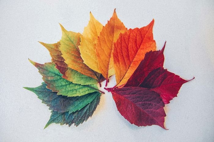 A circle of leaves in transitioning autumn colors representing the change of seasons, symbolic of the time for a seasonal deep clean in the home.