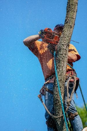 An arborist skillfully trims a tree while secured with safety ropes, sawdust flying in the air, showcasing the precision and expertise involved in professional tree surgery services.