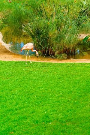 A single flamingo graces a vibrant, newly laid turf, showcasing the lushness and quality of outdoor space achievable with our professional turf laying services.