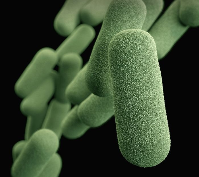 A magnified view of Haemophilus influenzae bacteria, exemplifying the type of microorganisms that can inhabit everyday environments.