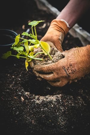 Gardener’s hands nurturing a young plant in the soil, embodying the meticulous care and artistic touch that Samyx's Landscaping and Garden Design services bring to crafting living masterpieces in outdoor spaces.