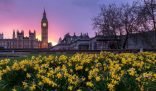 The iconic Big Ben against a mesmerizing sunset backdrop, with a vibrant foreground of yellow daffodils, capturing the essence of professional gardening services that contribute to London's picturesque landscape.