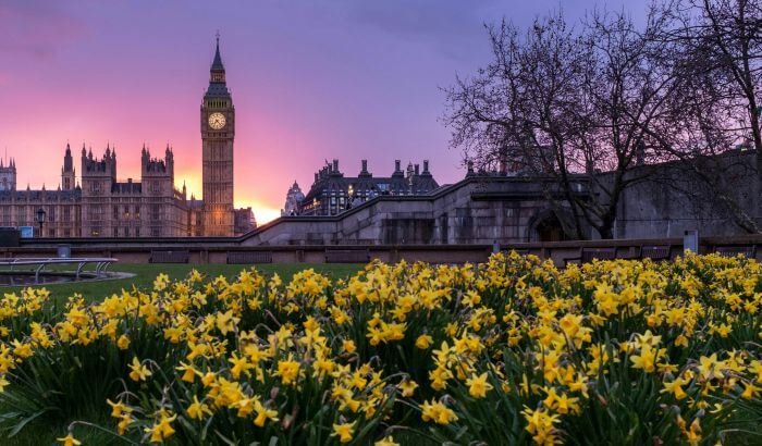 The iconic Big Ben against a mesmerizing sunset backdrop, with a vibrant foreground of yellow daffodils, capturing the essence of professional gardening services that contribute to London's picturesque landscape.