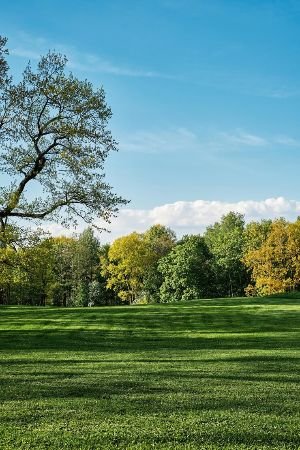 Green lawn stretching towards a tree line under a clear blue sky, reflecting the lush health and vibrancy that Samyx's aftercare and support services aim to maintain for every turf installation.