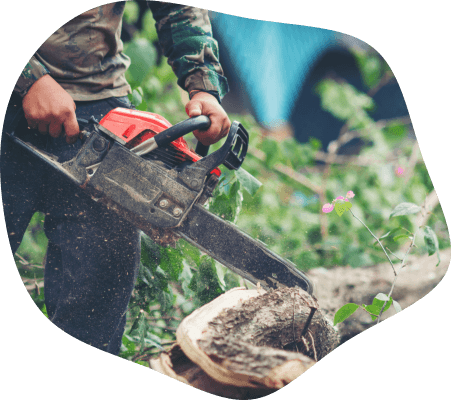 A person operating a chainsaw to cut through a tree trunk, surrounded by green foliage.
