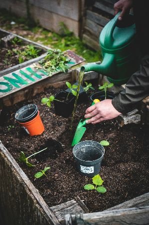 Hands of a dedicated gardener watering young plants with a green watering can, showcasing the attention to detail and care involved in transforming gardens into pristine outdoor havens with Samyx maintenance services.