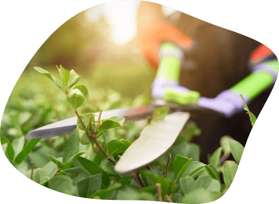 Close-up of a gardener's precise trimming of a lush green hedge, captured in a sunlit garden, representing the meticulous care provided by Samyx's garden maintenance services.