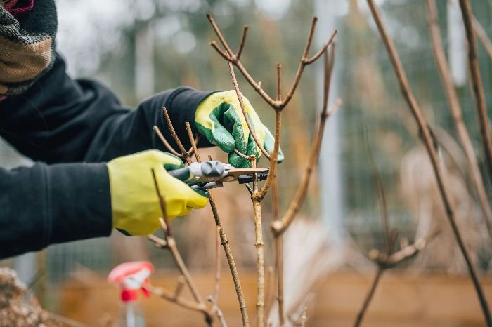 A professional gardener meticulously prunes a bare shrub with precision, showcasing the expertise and care provided by specialized gardening services for a healthy and well-maintained garden.