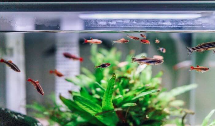 A clean and well-maintained aquarium with various small fish swimming around lush green plants.