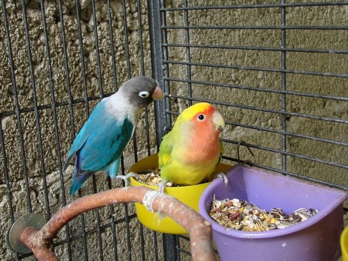Two colorful birds in a clean bird cage with feeding bowls, emphasizing the importance of regularly rotating toys and perches to maintain cleanliness and provide mental stimulation.