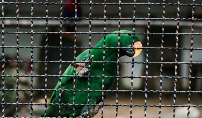 A green parrot inside a bird cage, representing the topic of maintaining a clean bird cage without harmful chemicals.