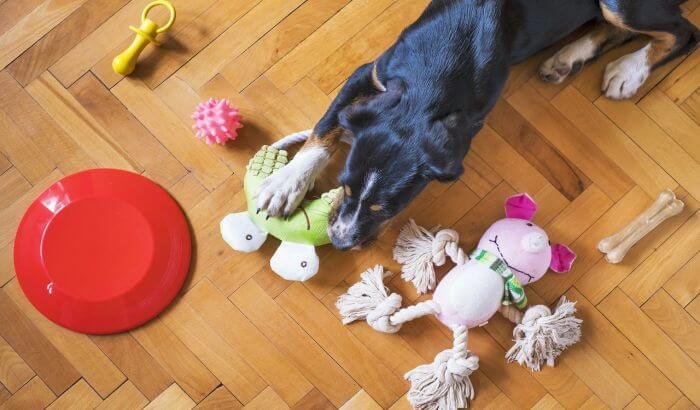 Dog playing with various pet toys and accessories on a wooden floor, illustrating the importance of cleaning pet toys and accessories safely.