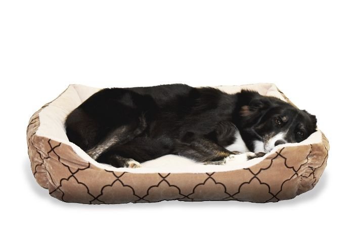 A black dog resting on a clean, cozy pet bed, illustrating the importance of properly cleaning pet bedding and accessories for a safe and healthy environment.