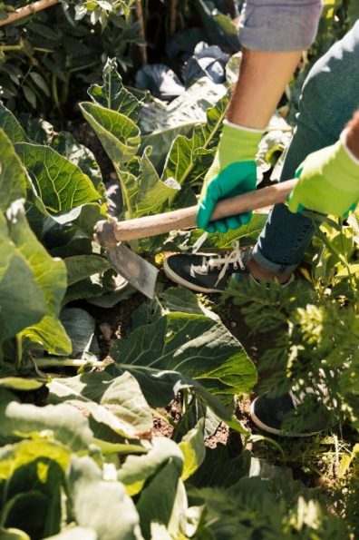 Gardener using a hoe to cultivate soil around vegetable plants in Putney, showcasing meticulous seasonal garden maintenance.