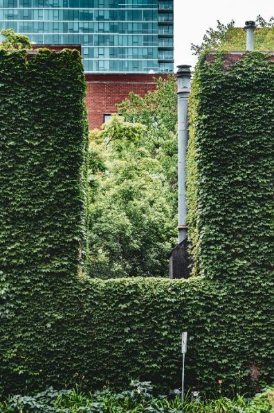 Lush green hedges precisely trimmed and maintained in an urban garden in Putney, illustrating expert garden health assessments to maintain plant vitality and aesthetics.