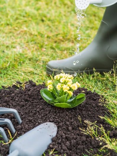 Close-up of a gardener watering a young plant in Putney, SW15, highlighting Samyx's commitment to enhancing garden health and beauty through professional maintenance services.