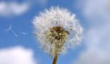 Close-up of a dandelion dispersing its seeds against a clear blue sky, symbolizing the spread of allergens and the importance of cleaning to reduce seasonal allergies.