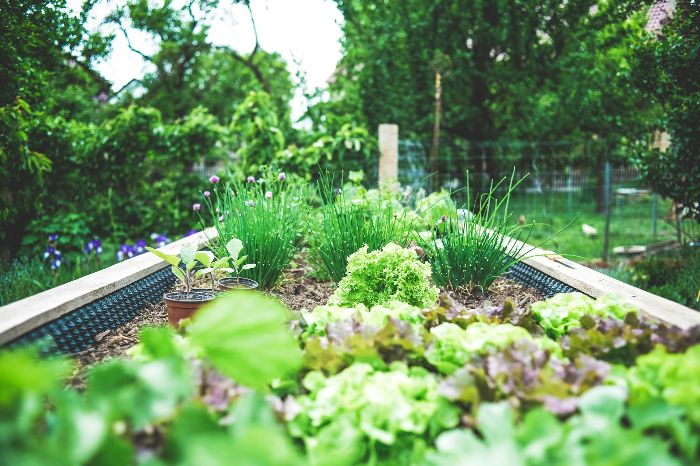 Why Garden Maintenance is Essential for London Gardens 6 A well-maintained vegetable garden, illustrating best practices for efficient garden maintenance.