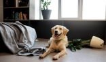 A happy dog lying on the floor next to a knocked-over plant, illustrating the challenges of cleaning around pets for dog owners.