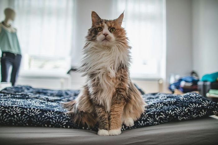 A fluffy cat sitting on a bed, illustrating tips for cleaning cat hair from furniture and floors.
