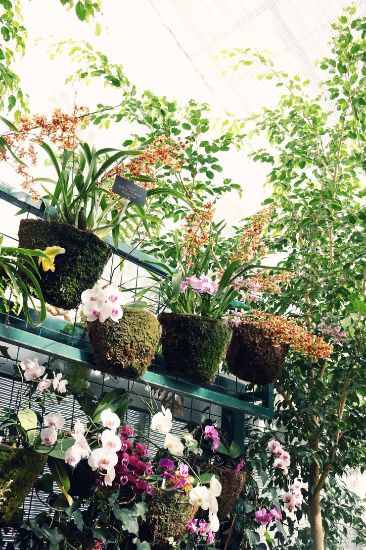 Lush display of diverse orchids and greenery in an Earlsfield greenhouse, highlighting sustainable gardening practices that promote biodiversity and environmental care