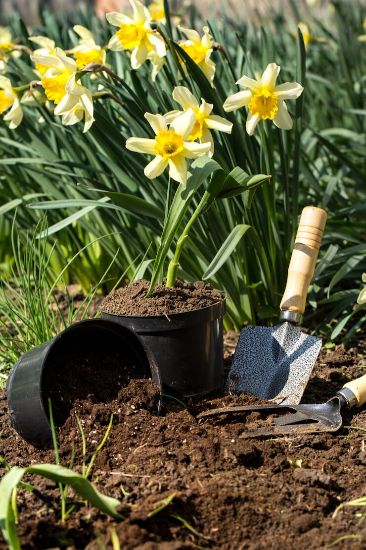 Freshly planted daffodils next to a garden trowel and overturned pot in the soil, illustrating active spring planting in an Earlsfield garden, part of comprehensive garden maintenance services.