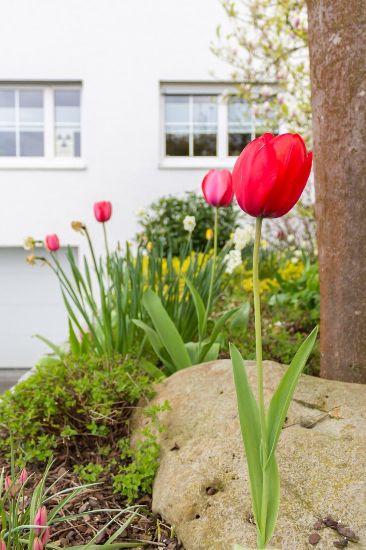 Vibrant red tulips blooming in the foreground of an Earlsfield home, showcasing the beauty and personalized care provided in local garden maintenance.