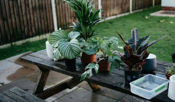 Potted plants on a wooden table in a well-maintained London garden