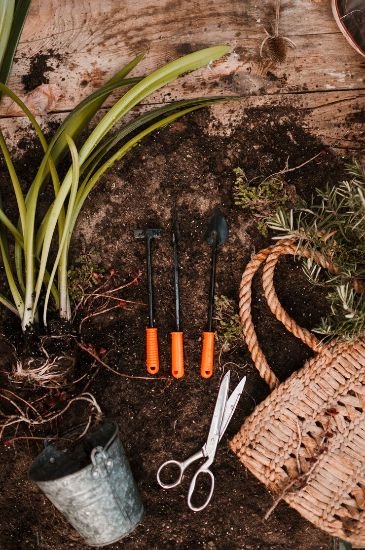 Essential gardening tools laid out on soil, including a trowel, cultivator, and shears, next to a gardening basket, ready for use in a Woodside Park garden to ensure precise and effective care.