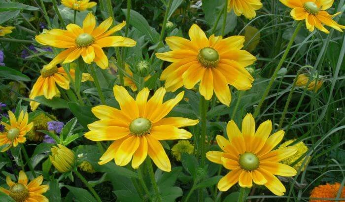 Bright yellow flowers in a well-maintained garden, illustrating the aesthetic appeal enhanced by regular garden maintenance.