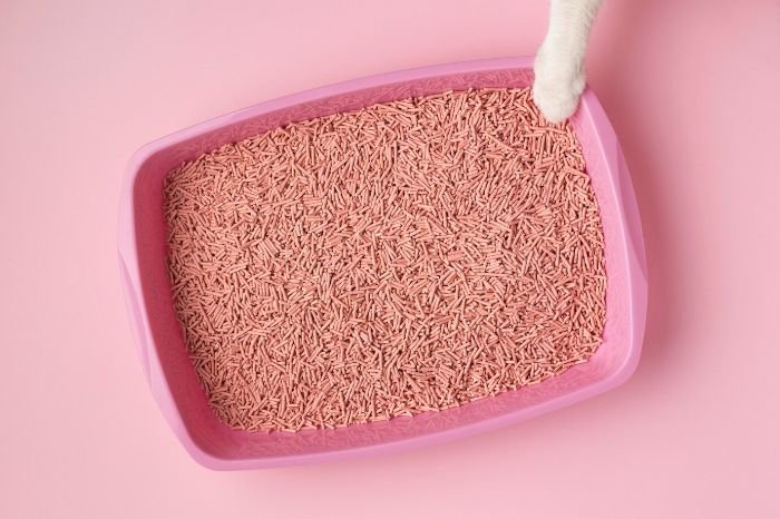 A cat's paw touching a clean litter box, illustrating tips for keeping the litter box fresh and odor-free.