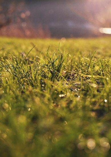 Morning dew on lush green grass in Mill Hill, capturing the essence of expert seasonal lawn maintenance and the beauty of a well-cared-for garden.