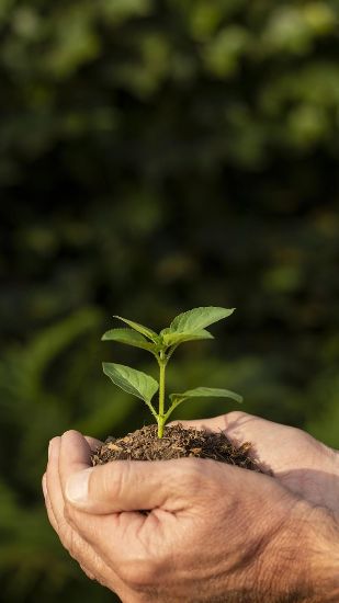 Close-up of hands holding a young plant with soil, symbolizing the careful nurturing and expert garden maintenance provided by Samyx in Mill Hill, NW7.