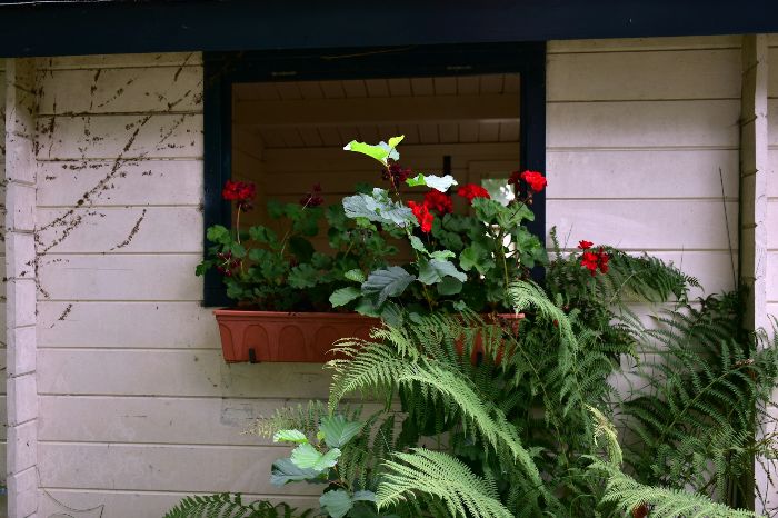 Why Garden Maintenance is Essential for London Gardens 4 Plants in a window box and surrounding ferns in a London garden, illustrating preparation for seasonal changes