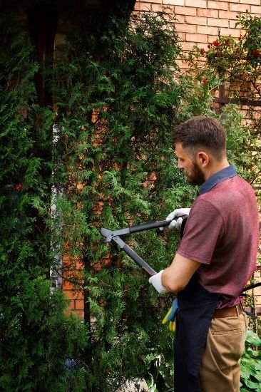 A professional gardener meticulously trims a conifer hedge in Woodside Park, N12, demonstrating expert garden maintenance services for a thriving and well-manicured outdoor space.
