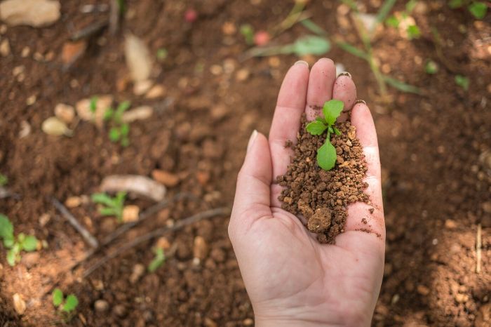 A hand holding soil with small green seedlings, illustrating the importance of soil quality and improvement for healthy plant growth, including checking pH levels, adding compost, and avoiding overwatering.