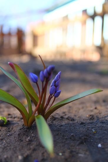 Young spring bulbs emerging in a Balham garden, symbolizing the renewal and meticulous care provided in local garden maintenance services.
