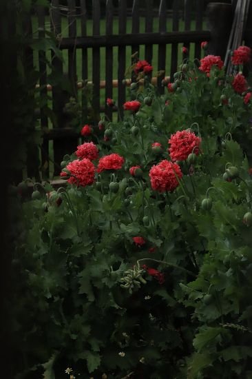 Well maintained garden with red flowers