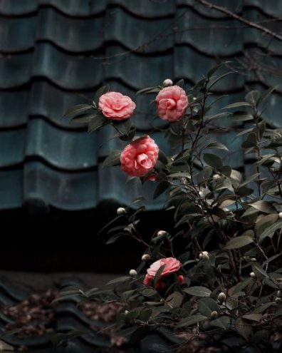 Vibrant pink roses flourishing against a dark, textured roof background in Mill Hill, exemplifying the beauty and success of sustainable gardening practices.