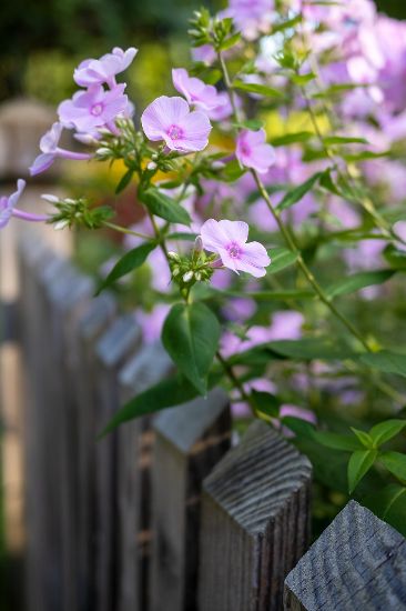 Delicate pink flowers blooming along a rustic wooden fence in Mill Hill, illustrating the personalized garden care and attention to detail provided by Samyx.