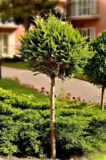 Elegantly shaped tree in a manicured garden in Balham, showcasing expert garden maintenance and landscape design typical of the area.