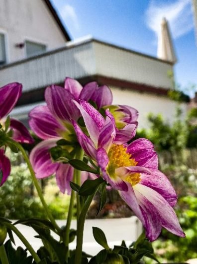 Close-up of vibrant pink and yellow flowers in bloom with a suburban home in the background in Woodside Park, showcasing the beauty of local residential gardens during the growing season.