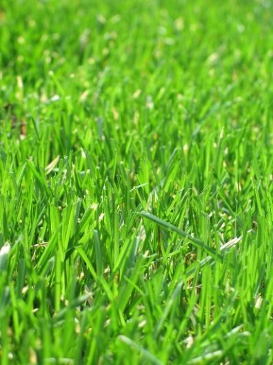 Close-up of a lush, green lawn in Balham, showcasing the results of professional garden maintenance and expert lawn care.
