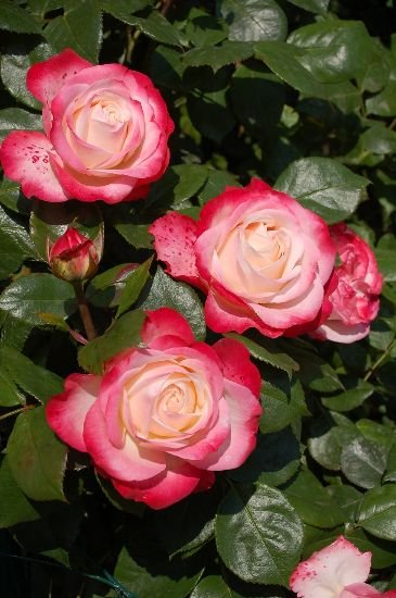 A cluster of vibrant pink and white roses flourishing in a Balham garden, illustrating the success of tailored seasonal garden care.