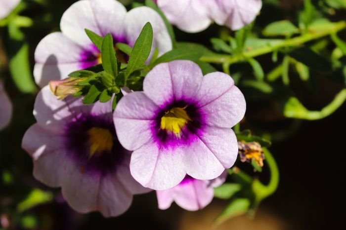 Close-up of blooming Petunias, a popular choice for spring and summer gardens alongside geraniums, lavender, and sunflowers.